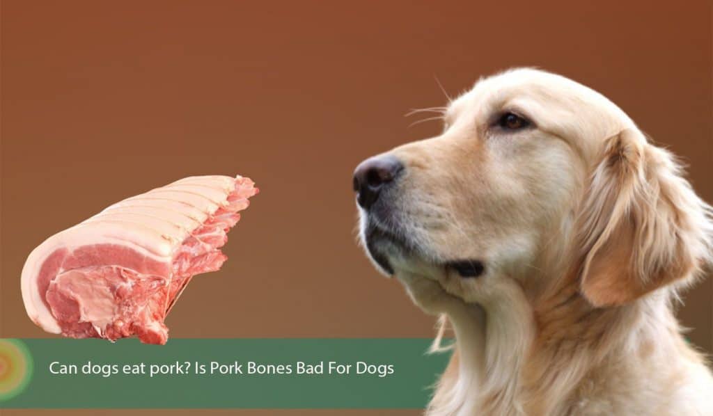can dogs eat cooked pork chop bones
