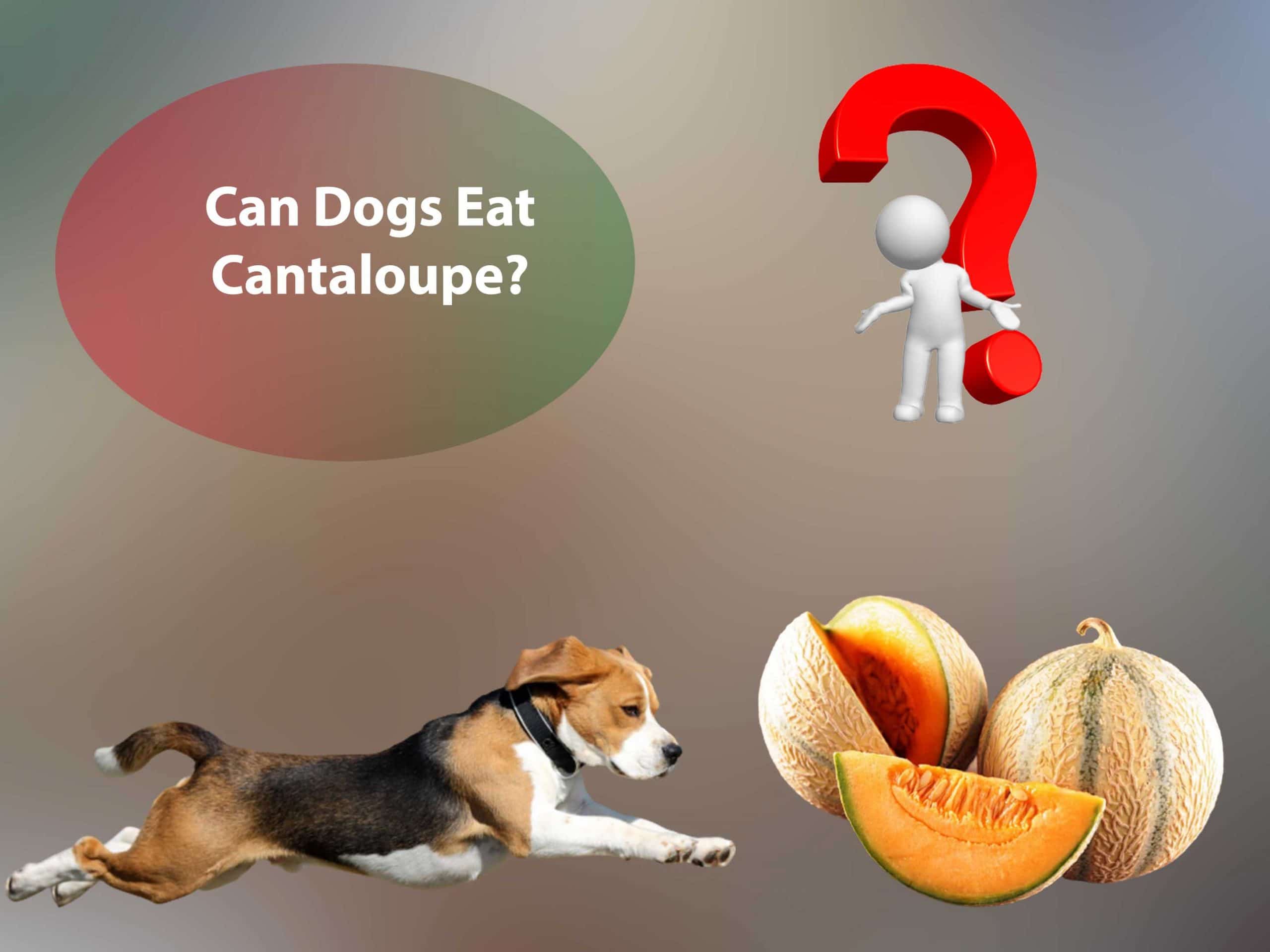 Can Dogs Eat Cantaloupe?
