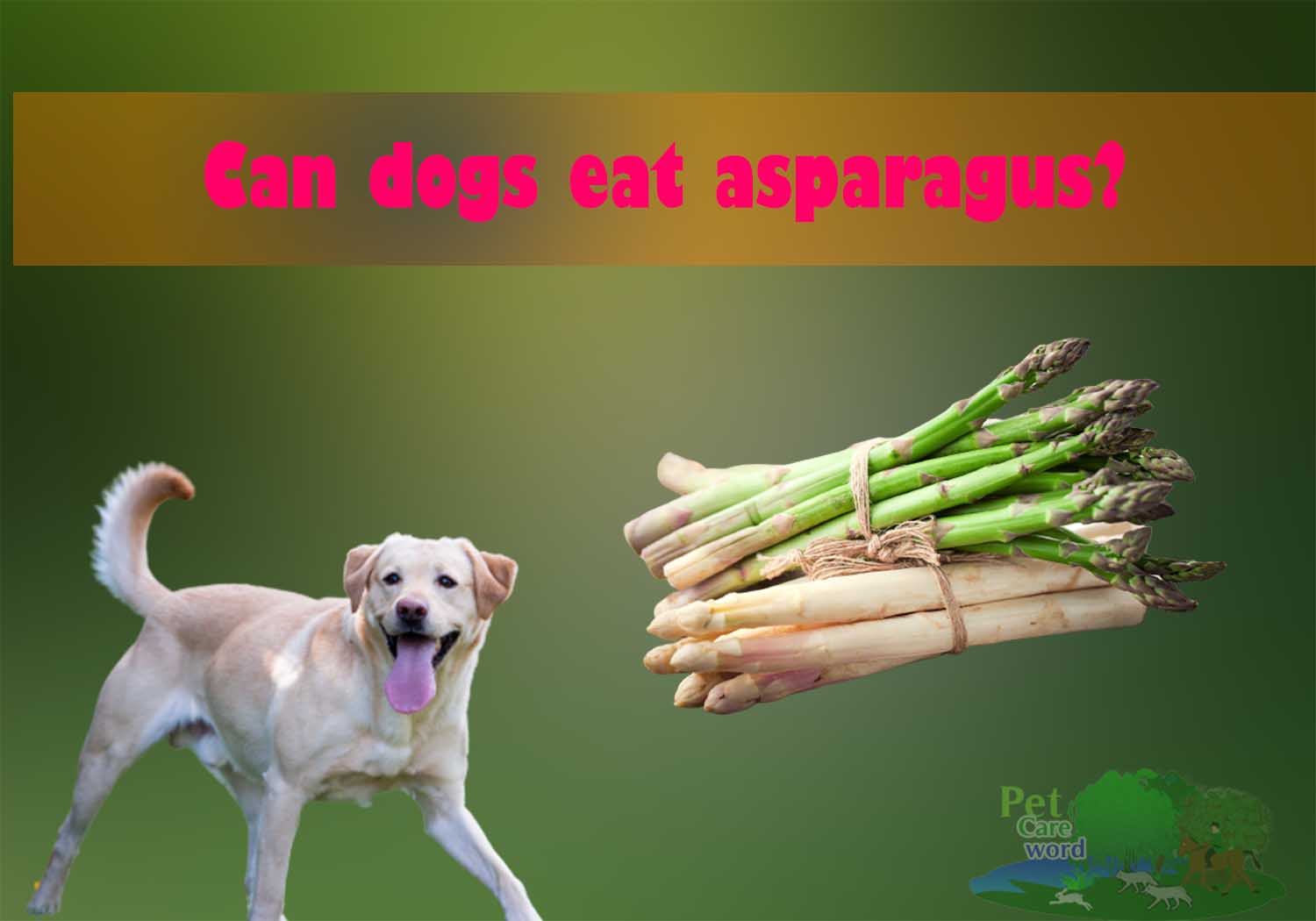 Can dogs eat asparagus? Cooked or Row?