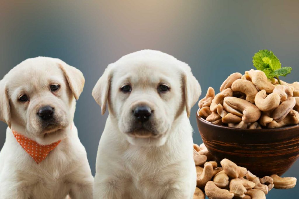 Can dogs eat cashews