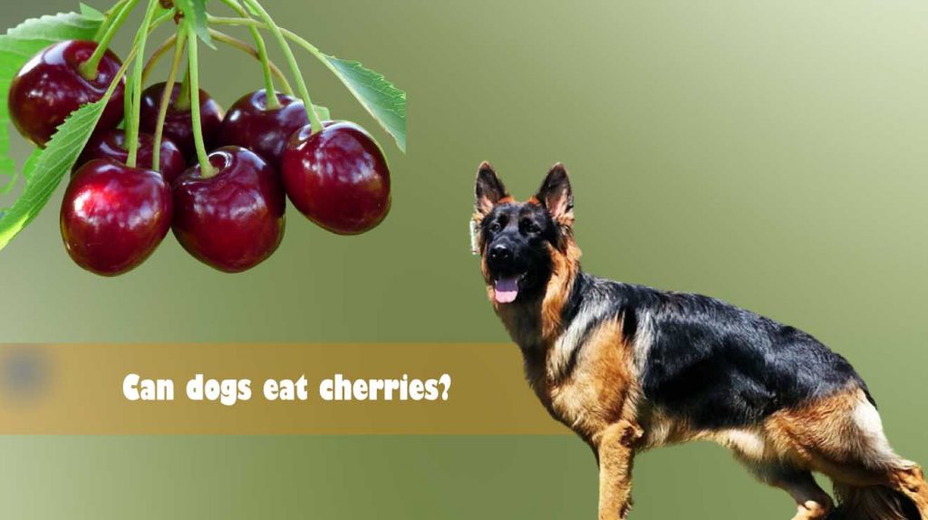 Can dogs eat cherries