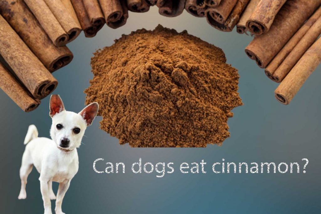 Can dogs eat cinnamon