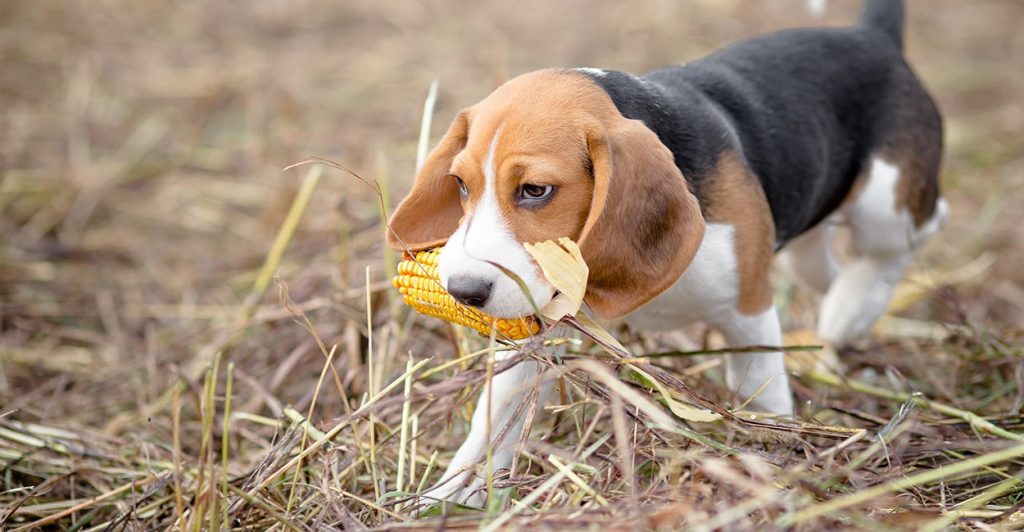 Can dogs eat corn cobs?