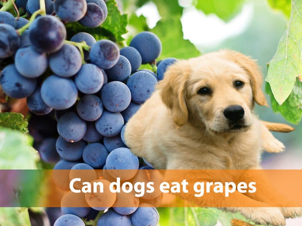 Can dogs eat grapes