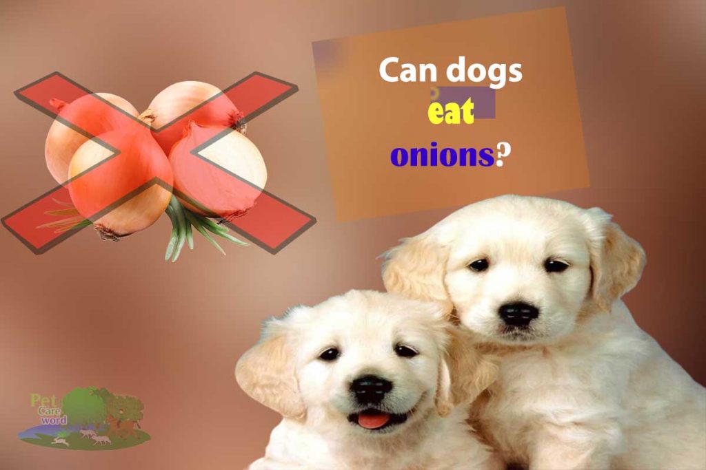 Why can not dogs eat onions?