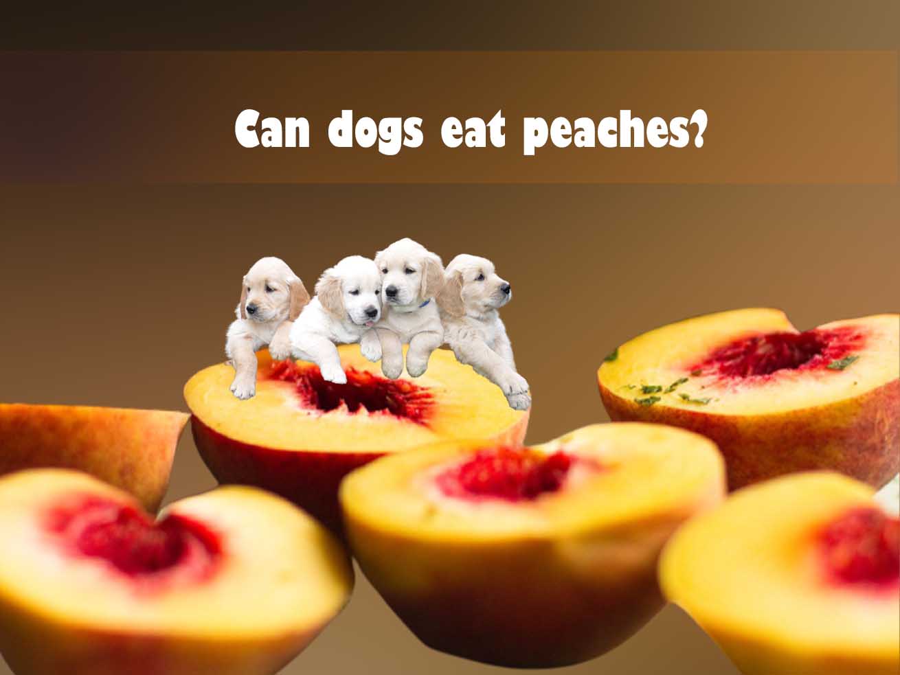 Can dogs eat peaches? Are Peaches Safe For Dogs?