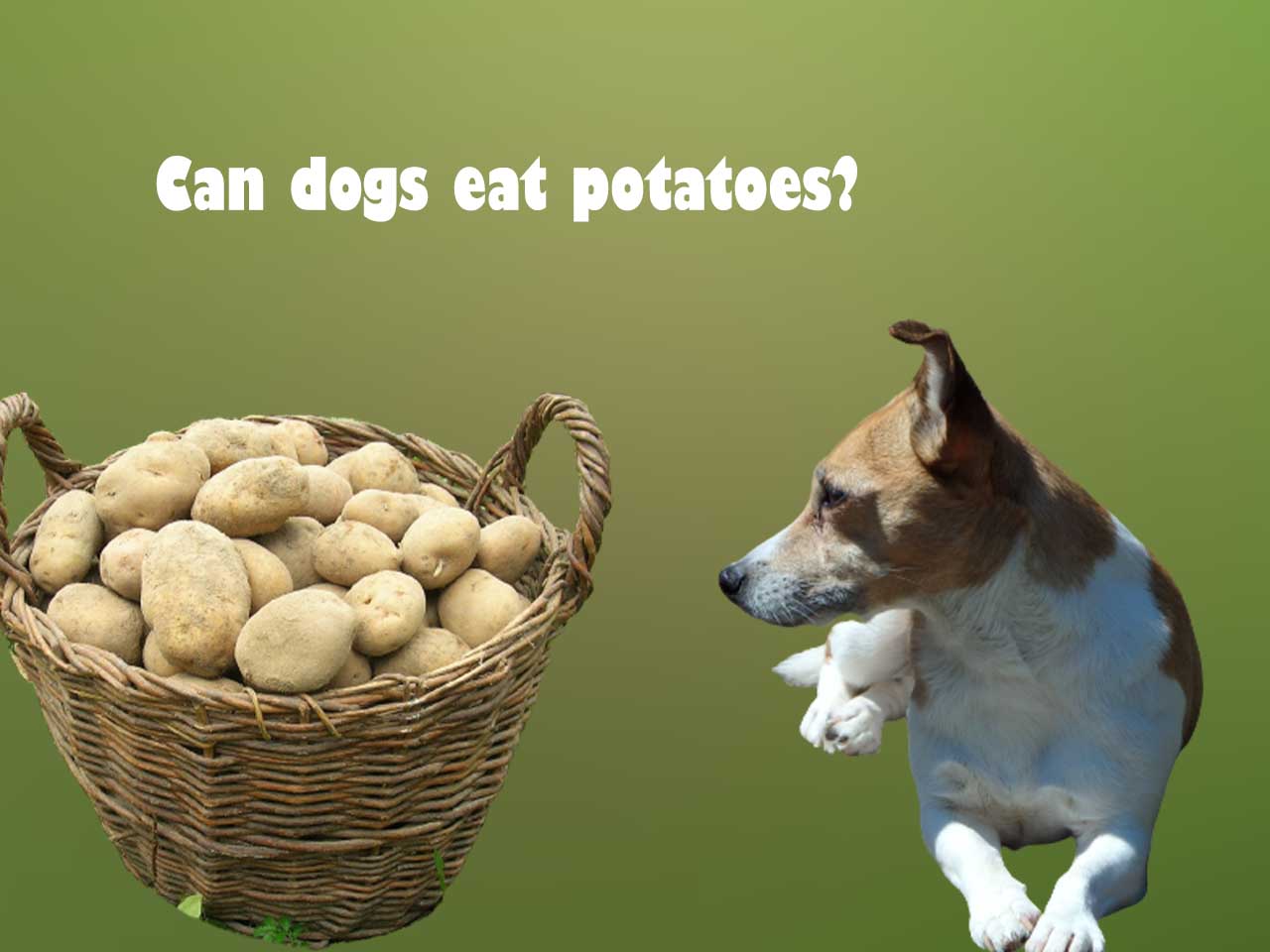 Can dogs eat potatoes? Are potatoes safe for dogs?
