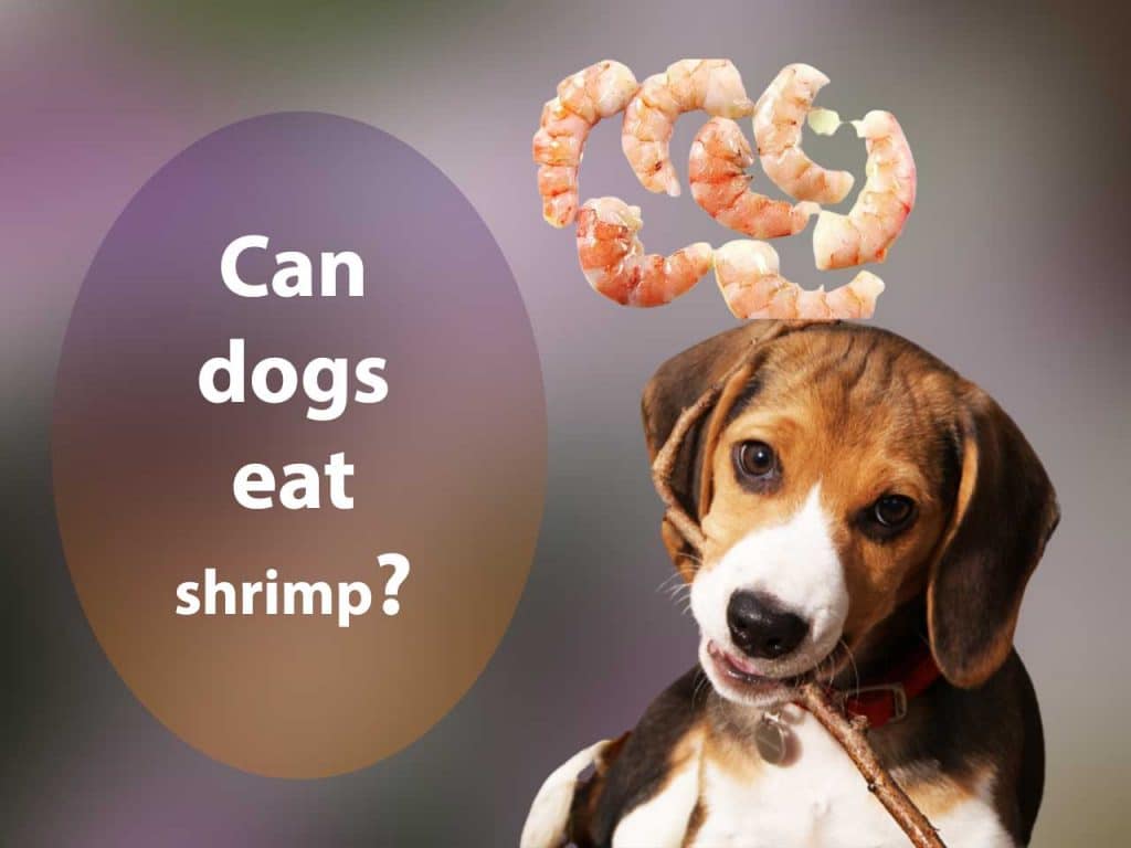 Can dogs eat shrimp?