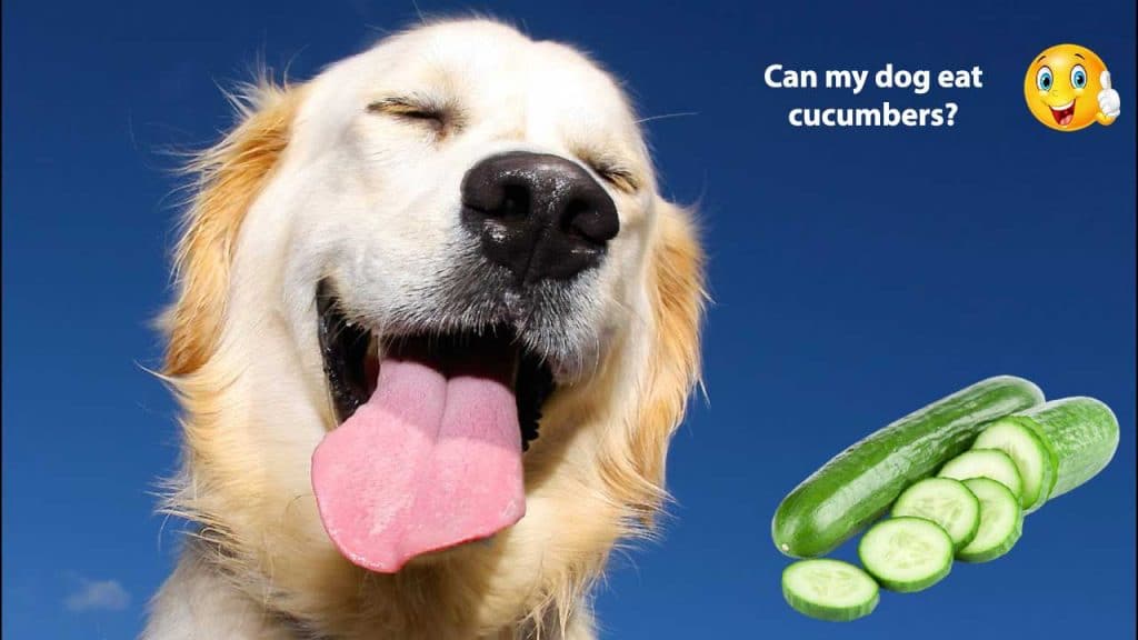 Can my dog eat cucumbers?