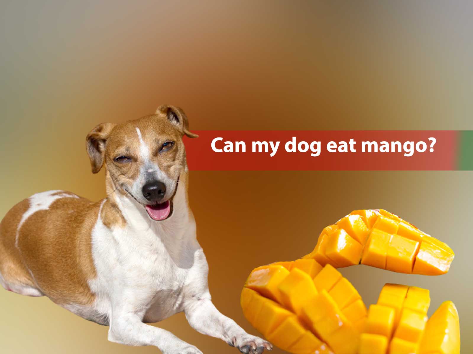 Can my dog eat mango? Is mango safe for dogs?