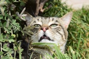 Why do cats cough