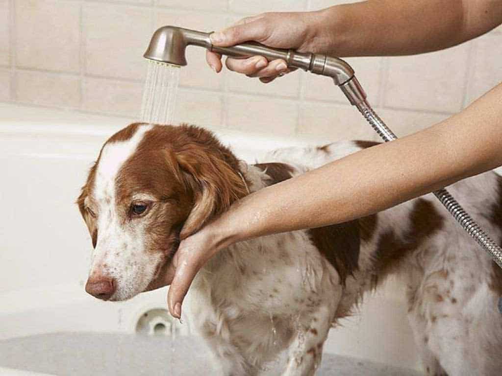 How to give bath to a puppy