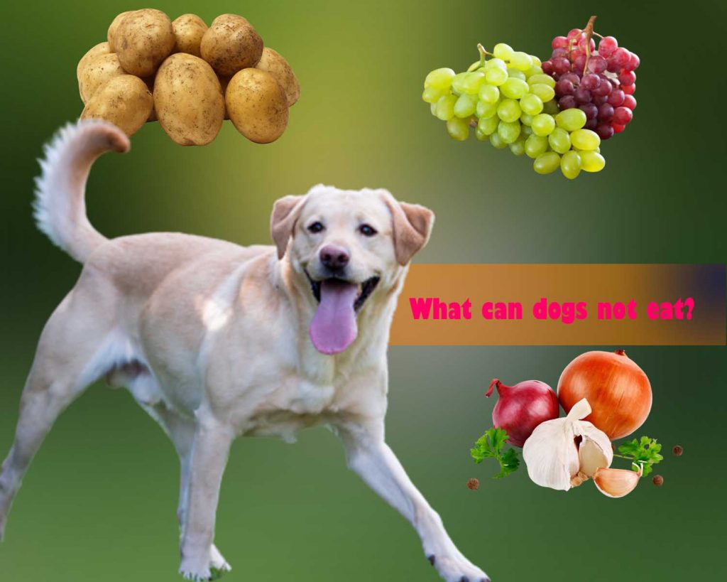 What can dogs not eat