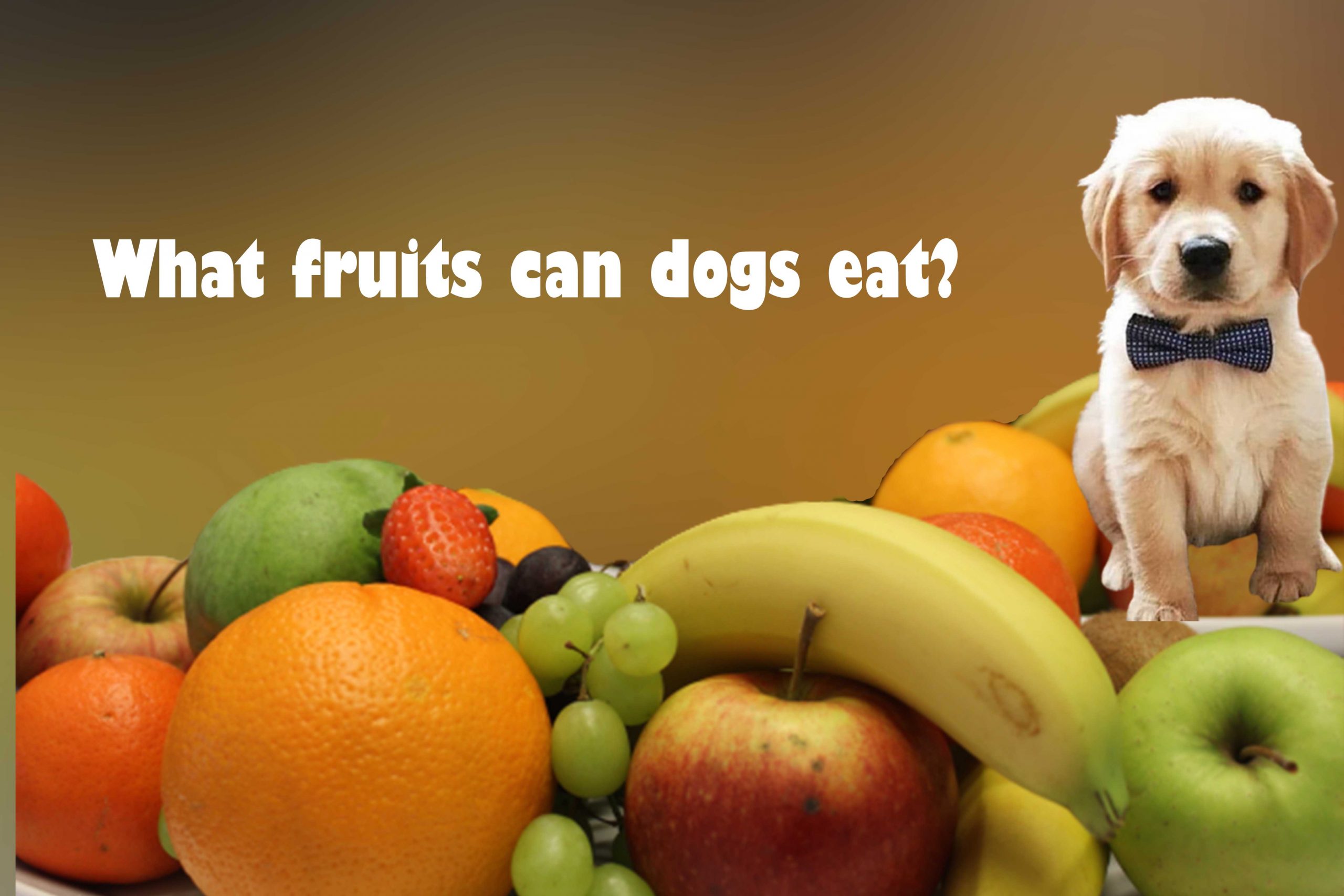 What fruits can dogs eat? What fruits can dogs not eat?