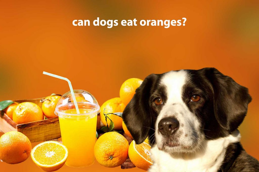 Can dogs eat oranges