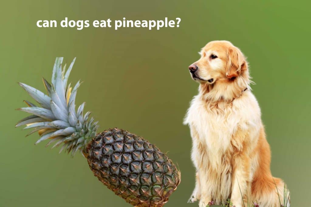 Can my dog eat pineapple