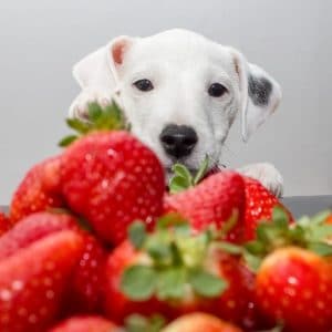 Can my dog eat strawberries?