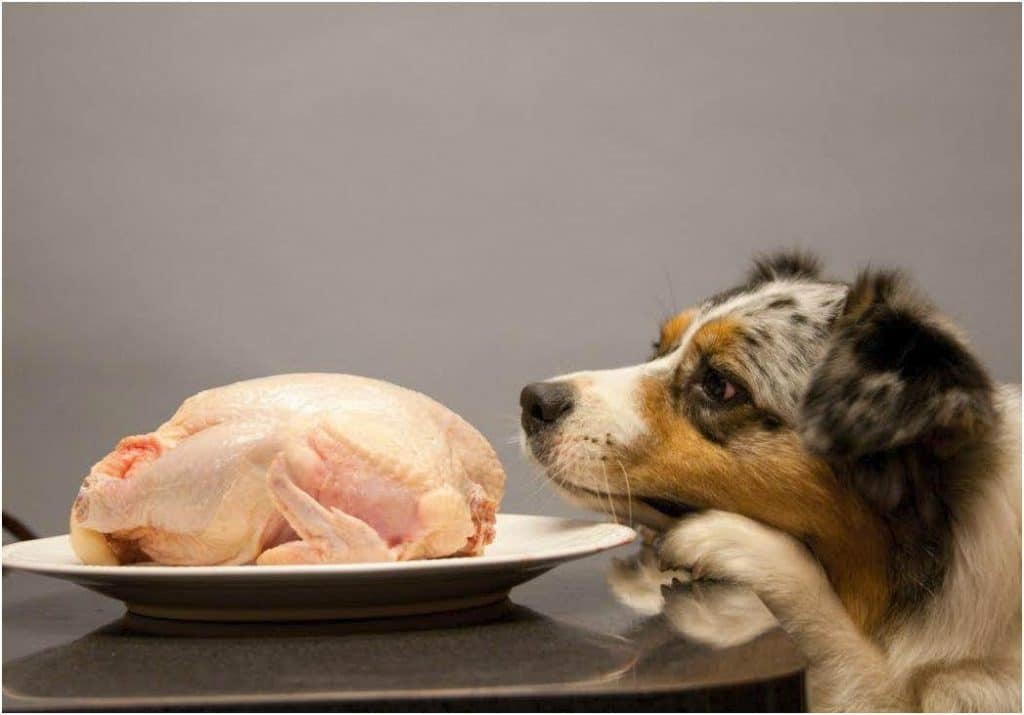 Can dogs eat raw chicken