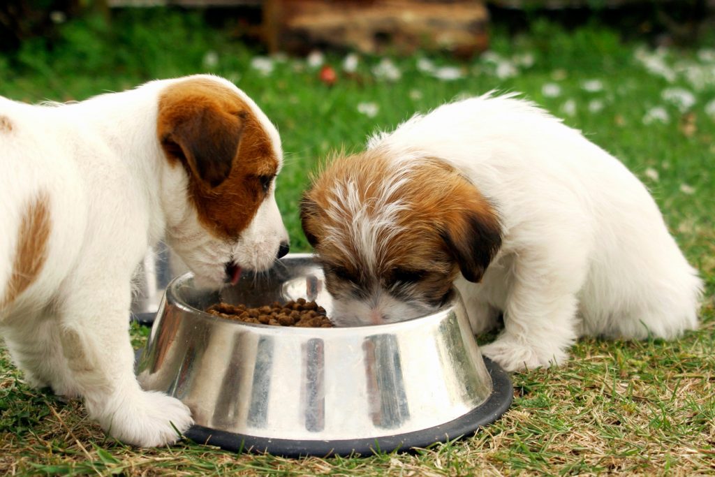 Can dogs eat onions? Are onions safe? Pet Animal World