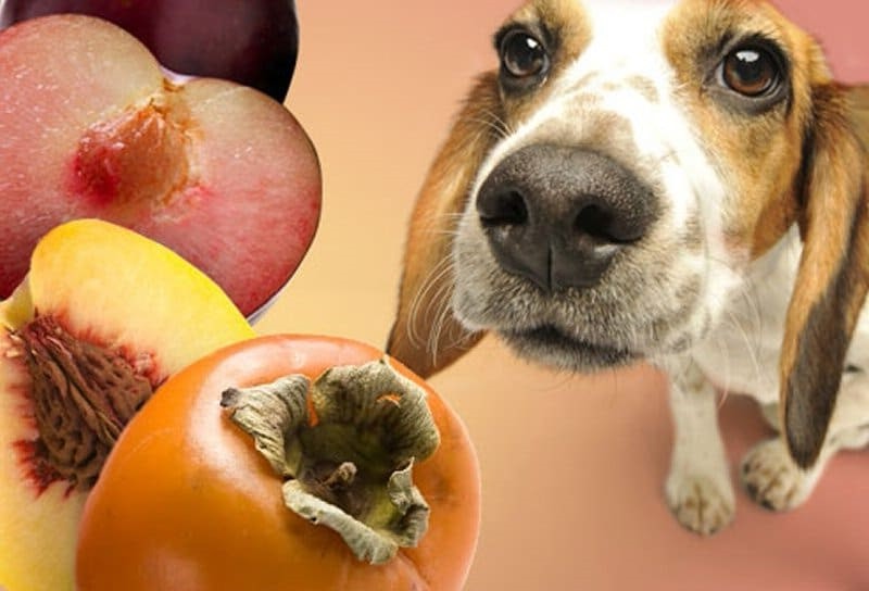 Can dogs eat peaches? Are Peaches Safe For Dogs? Pet Animal World