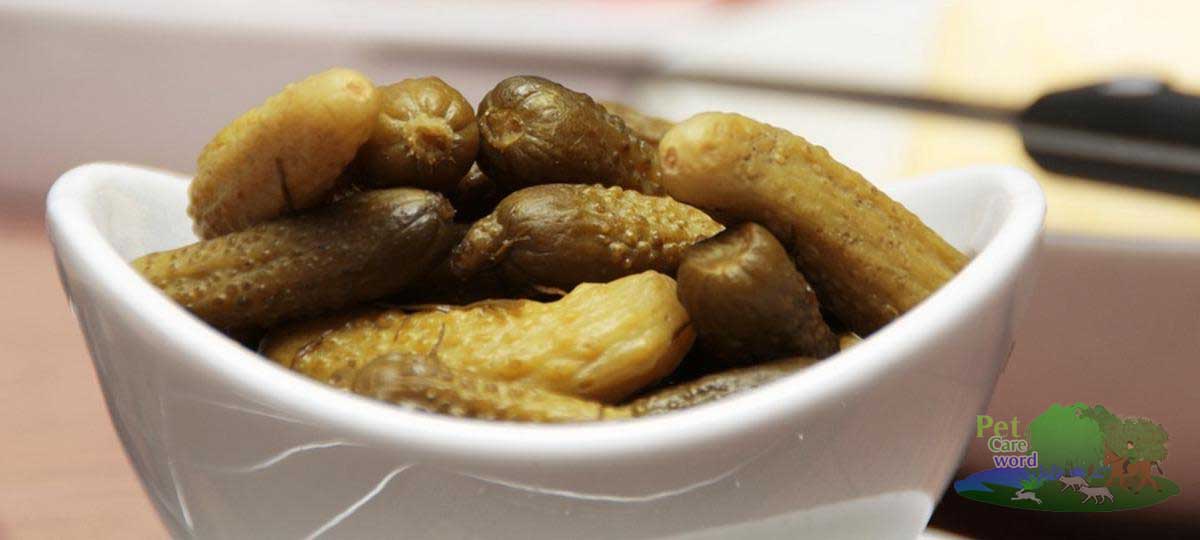 Can dogs eat pickles? Which one is safe? Pet Animal World