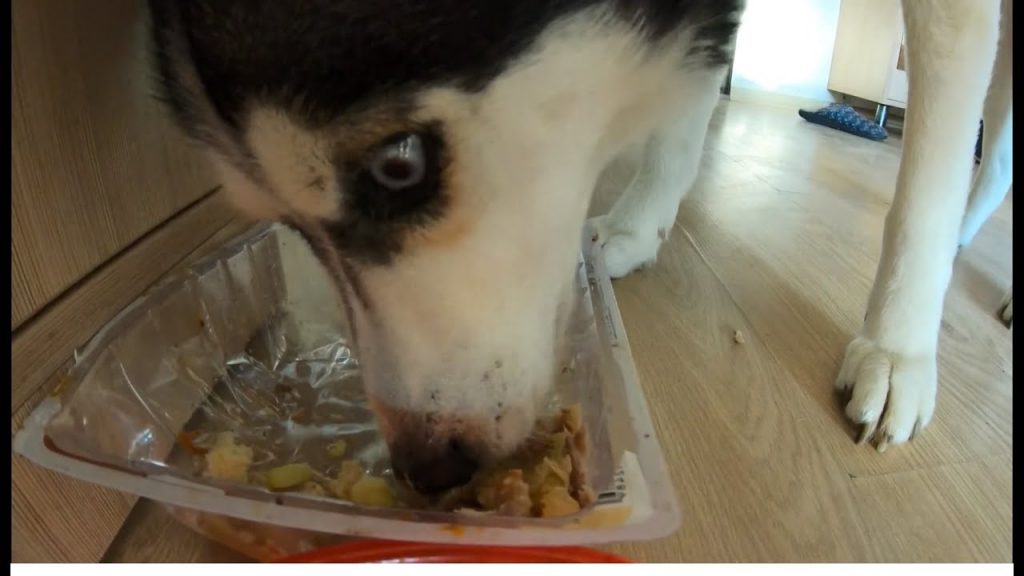 Can dogs eat mashed potatoes?