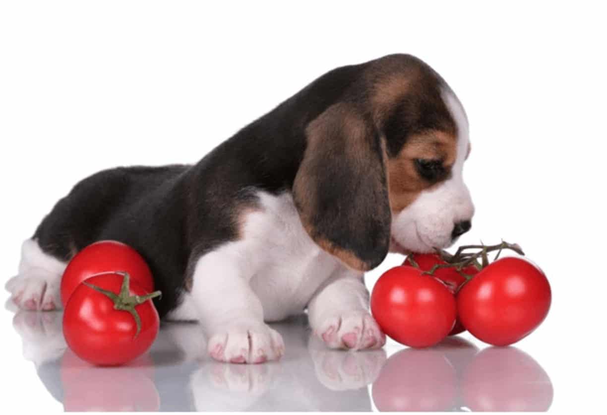 Can dogs eat tomatoes? Is it safe? Pet Animal World