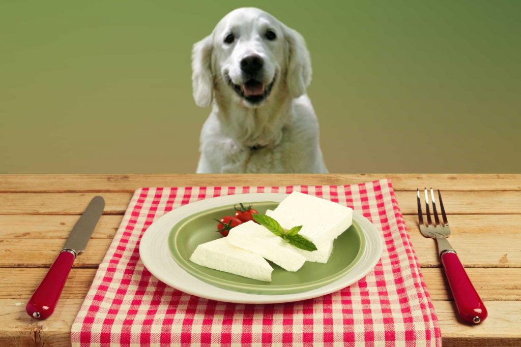 Can dogs eat cheese?