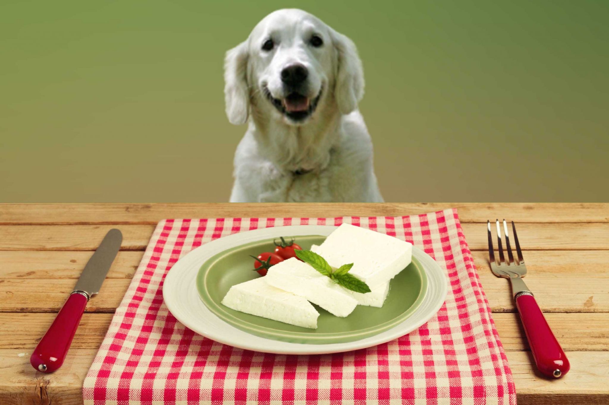 Can dogs eat cheese? Is cheese bad for dogs? Pet Animal World