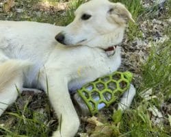 Do Dogs Get Colds – How to Treat Your Dog’s Cold at Home?