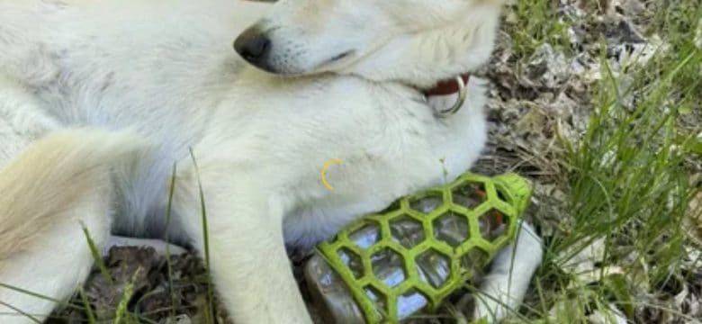 Do Dogs Get Colds – How to Treat Your Dog’s Cold at Home?