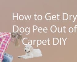 How to Get Dried Dog Pee Out of Carpet DIY