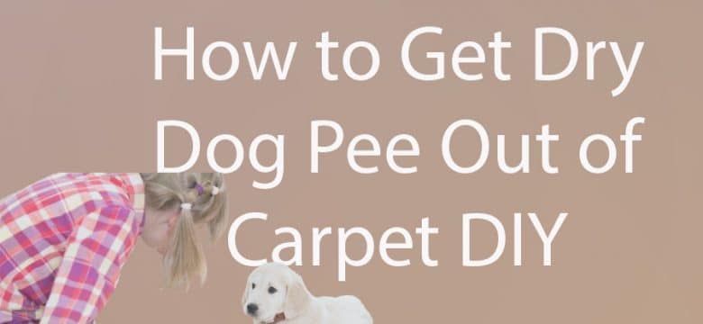 How to Get Dried Dog Pee Out of Carpet DIY