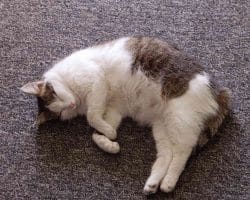 Early Signs That a Cat is Pregnant?