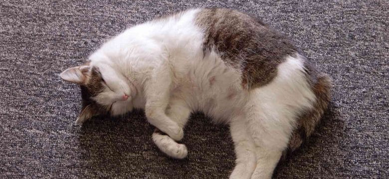 Early Signs That a Cat is Pregnant?