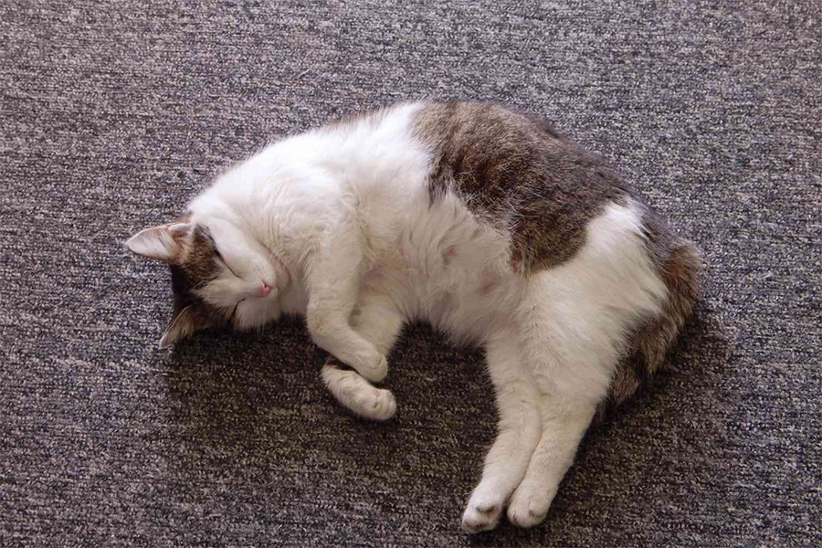 Early Signs That a Cat is Pregnant? early signs a cat is pregnant