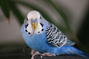 How long does a budgie live?