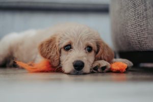How long can a dog live with canine distemper?