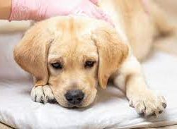 What is canine distemper (panleukopenia) ? Disease symptoms and treatment methods