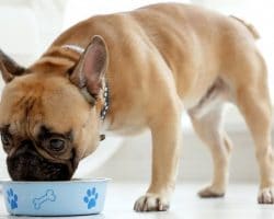 Is low grain Dog food good for Dogs? The best dry Dog food 2022
