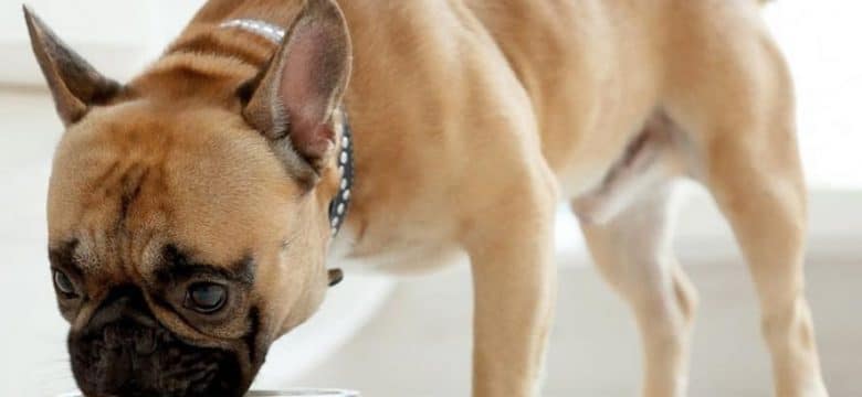 Is low grain Dog food good for Dogs? The best dry Dog food 2022