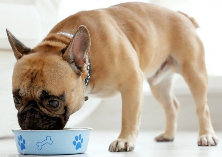 Is low grain Dog food good for Dogs? The best dry Dog food 2022
