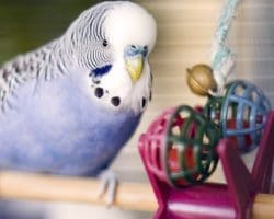 How long does a lovebird live? How Long Do They Live?