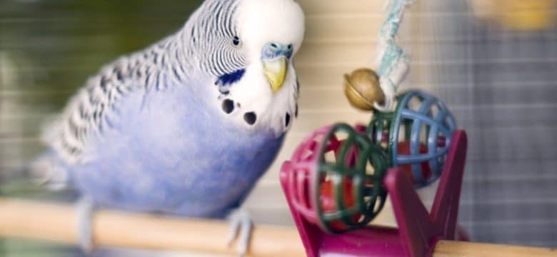 How long does a lovebird live? How Long Do They Live?