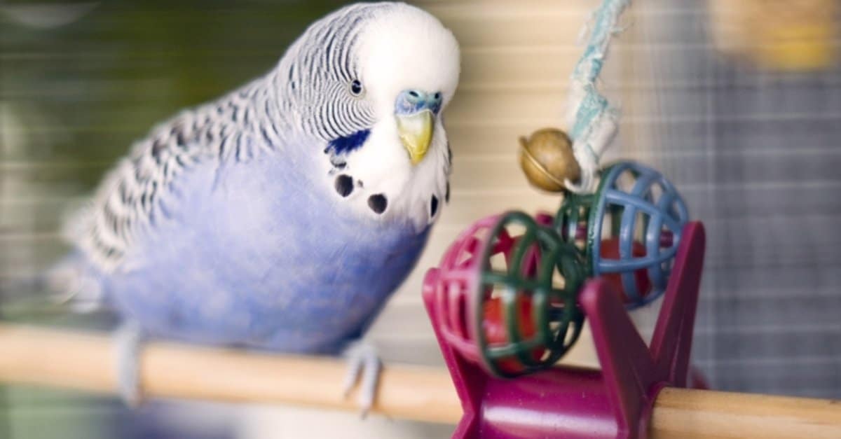 How long does a lovebird live? How Long Do They Live?