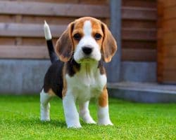 8 Best Pets for Kids: What Type of Pet is Best for You?