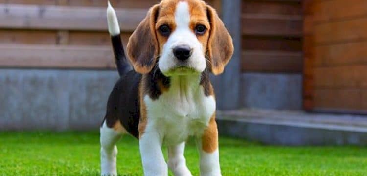 8 Best Pets for Kids: What Type of Pet is Best for You?