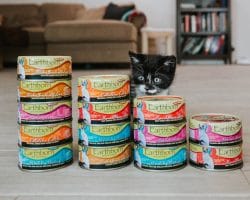 What is (Which) the best Kitten and Cat food? 2021 2022 Types of food