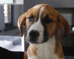 Dogs and Cats diseases symptoms and characteristics? Solutions and remedies 2022