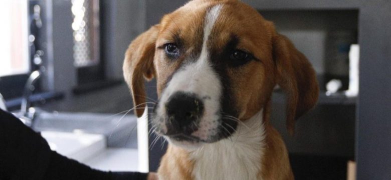 Dogs and Cats diseases symptoms and characteristics? Solutions and remedies 2022